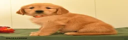 Golden Retriever dogs for sale: Dolly - Ad 2