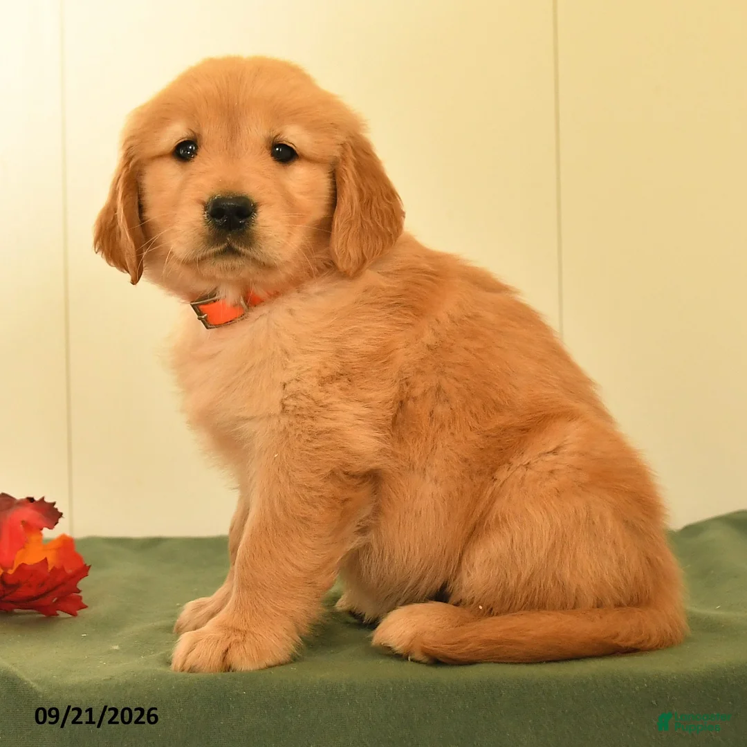 Golden Retriever dogs for sale: Dolly - Ad 2