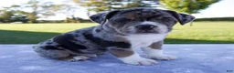 Beabull dogs for sale: Archer - Ad 2
