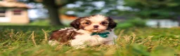 Shih Tzu dogs for sale: Malibu - Ad 5