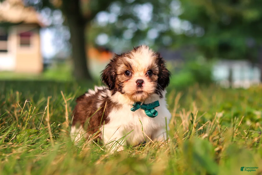 Shih Tzu dogs for sale: Malibu - Ad 5
