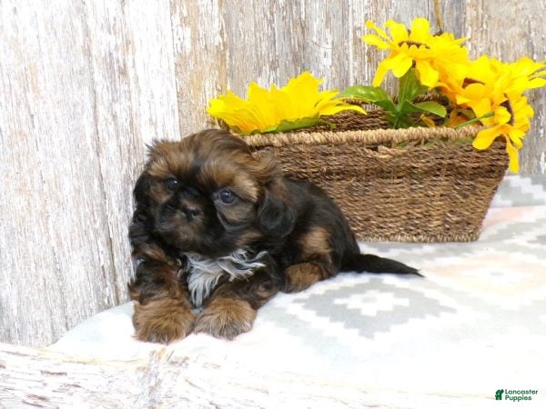 Shih Tzu dogs KARTER - Ad 1