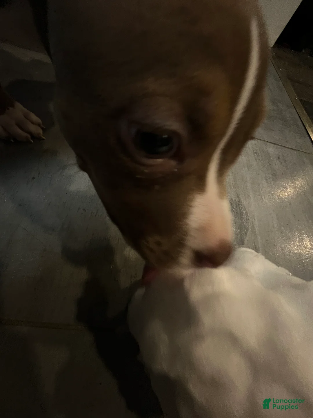 Gallery Image {{count}}