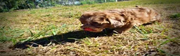 Havapoo dogs for sale: Porsha - Ad 15