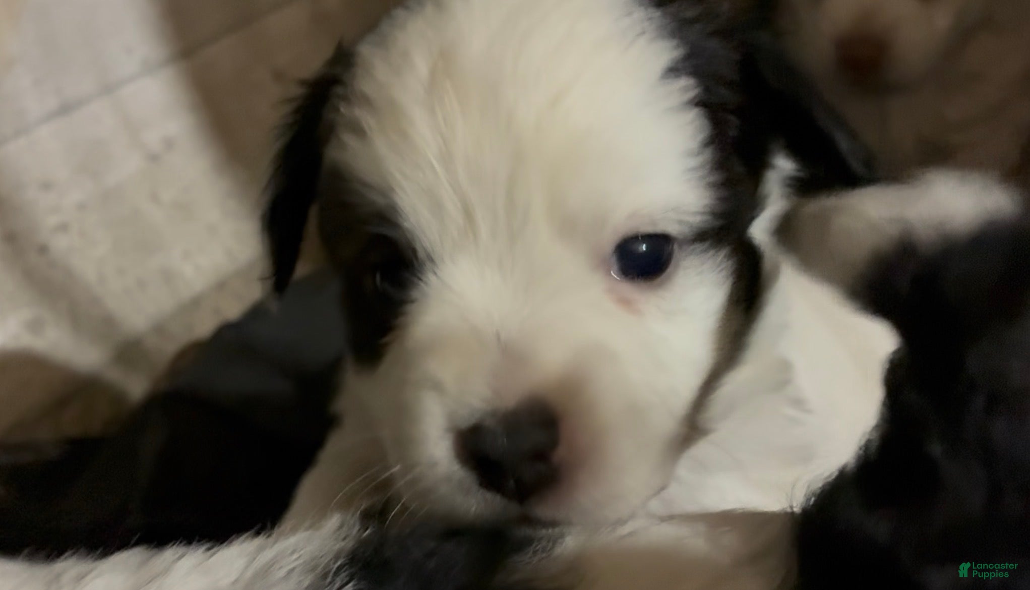 Havapoo dogs  Puppy 4 - Ad 2