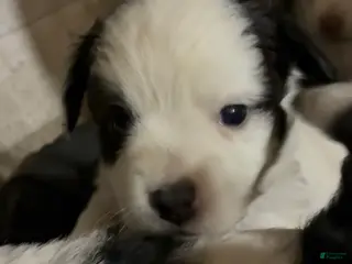 Havapoo dogs Puppy 4 - Ad 2