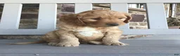 Goldendoodle dogs for sale: Dozer - Ad 4