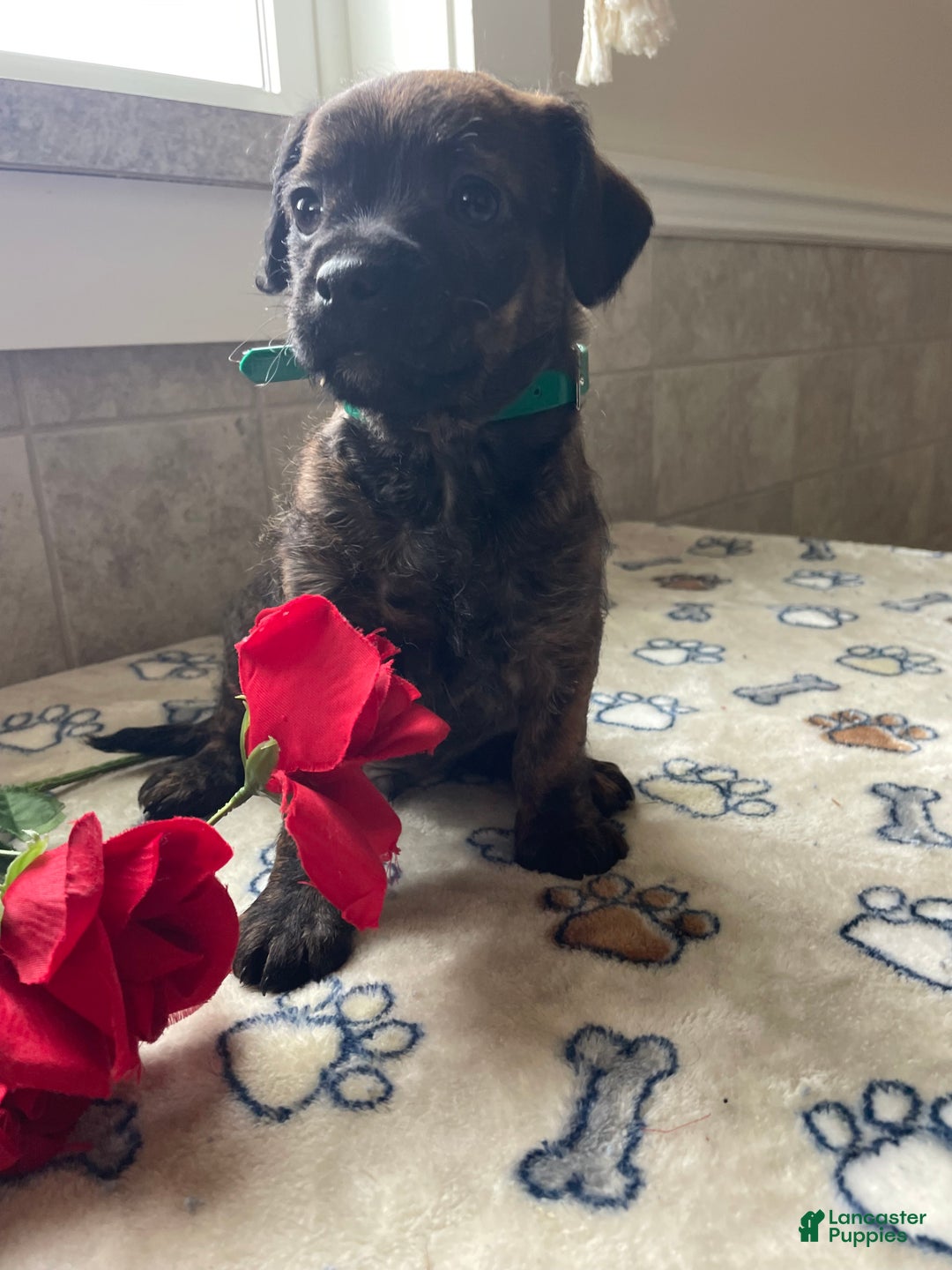 Mixed Breed dogs for sale: Biscuit - Ad 2