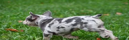 French Bulldog dogs for sale: Roxy - Ad 4