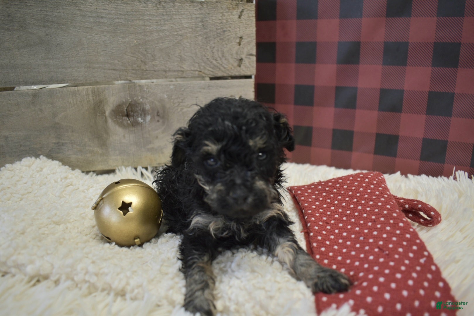 Toy Poodle dogs Kerrine - Ad 42