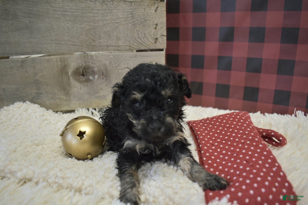 Toy Poodle dogs for sale: Kerrine - Ad 1