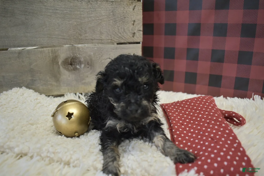 Toy Poodle dogs for sale: kent - Ad 18