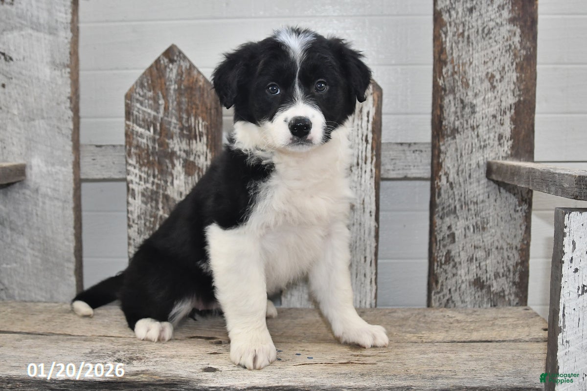 Border Collie dogs Gracie - Ad 6
