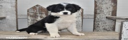 Border Collie dogs for sale: Gracie - Ad 1
