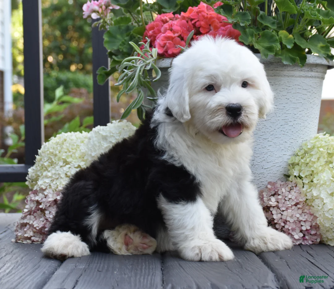 Old English Sheepdog dogs for sale: Kenya - Ad 1