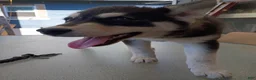 Siberian Husky dogs for sale: Big girl - Ad 5