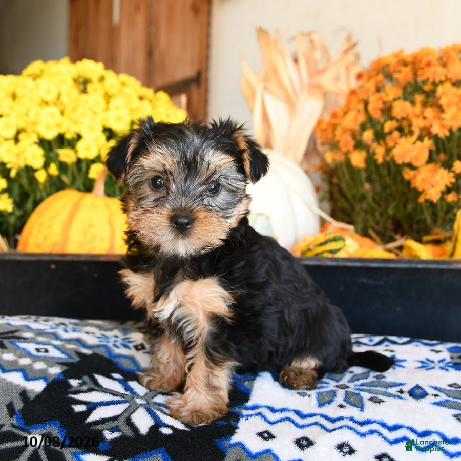 Taffy (Shorkie, Female) in Ronks, PA