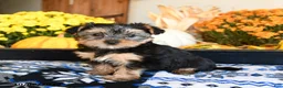 Shorkie dogs for sale: Taffy - Ad 1