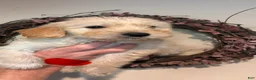 Mini Goldendoodle dogs for sale: Mini Goldendoodle 3 - Ad 3