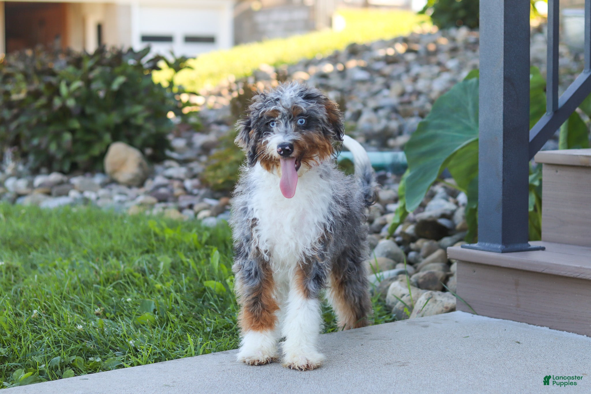 Mini Bernedoodle dogs Dylan - Ad 1