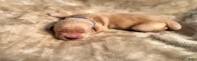Golden Retriever 1