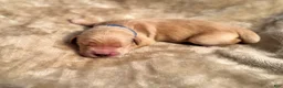 Golden Retriever dogs for sale: Golden Retriever 1 - Ad 1