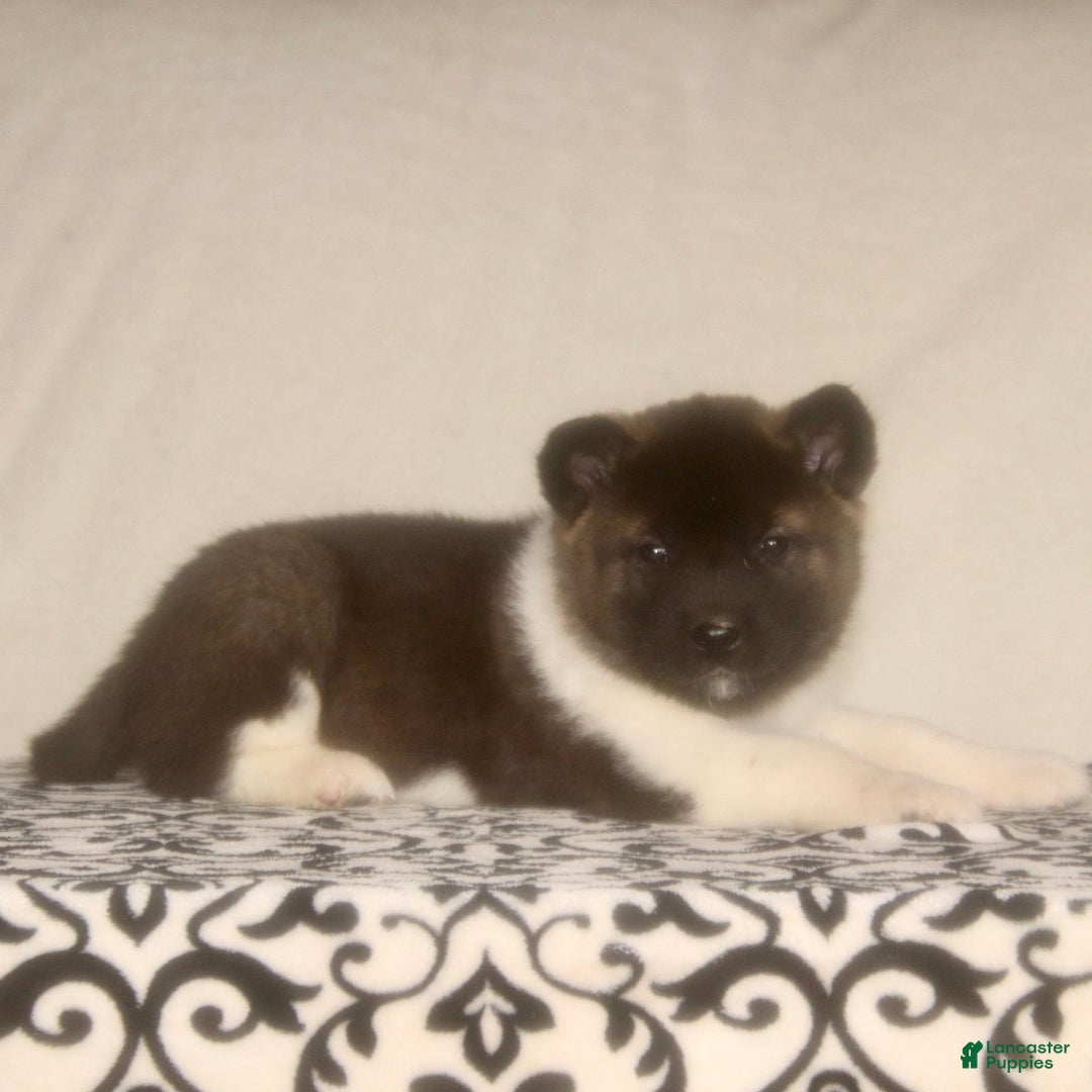 Akita dogs for sale: Axel - Ad 3