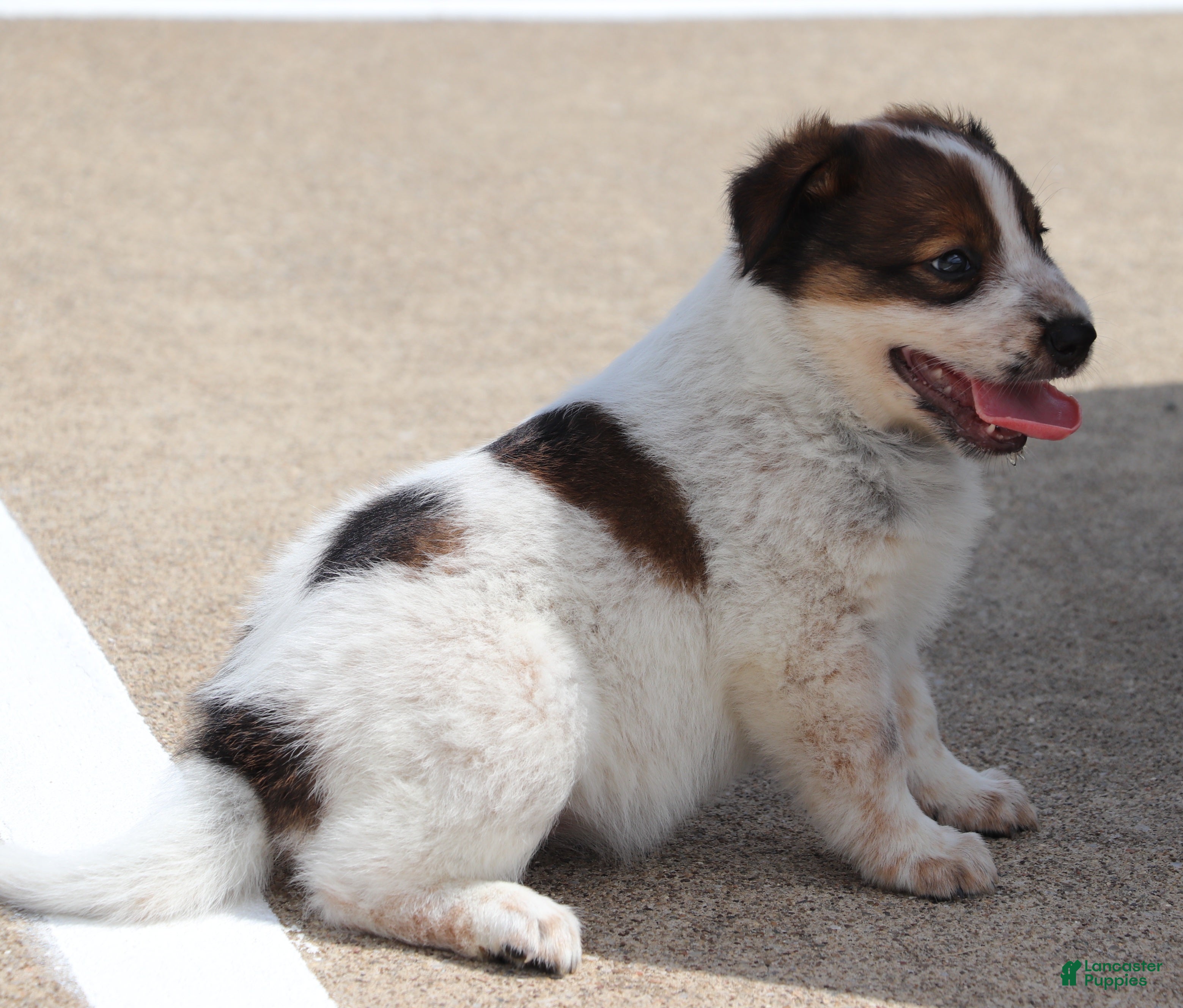 Australian Cattle Dog dogs Shiloh  - Ad 1