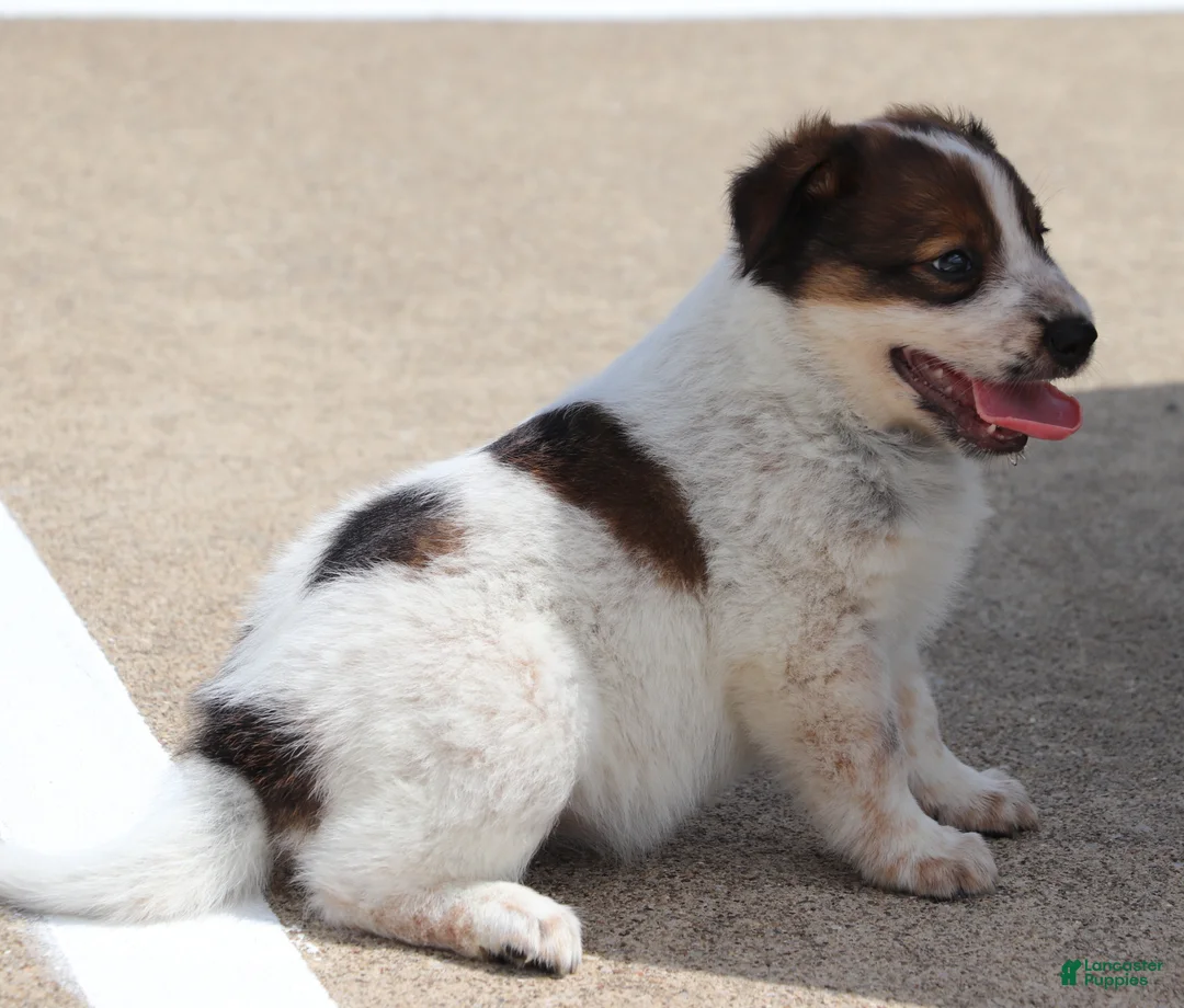 Australian Cattle Dog dogs for sale: Shiloh  - Ad 1