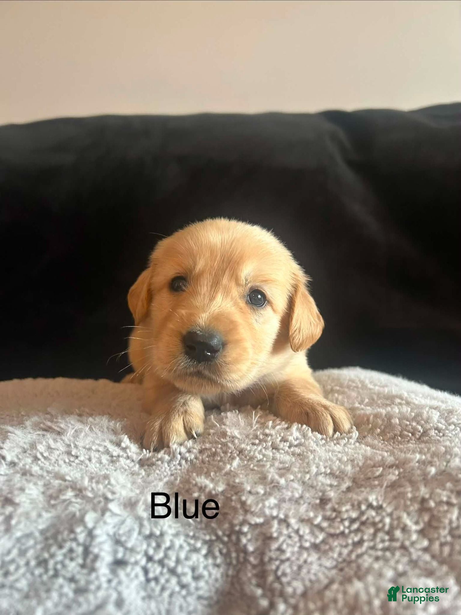 Golden Retriever dogs Blue 💙 - Ad 21