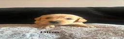 Golden Retriever dogs for sale: Blue 💙 - Ad 1