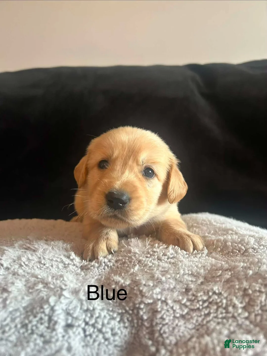 Golden Retriever dogs for sale: Blue 💙 - Ad 1
