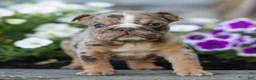 English Bulldog dogs for sale: Olive English Bulldog  - Ad 5