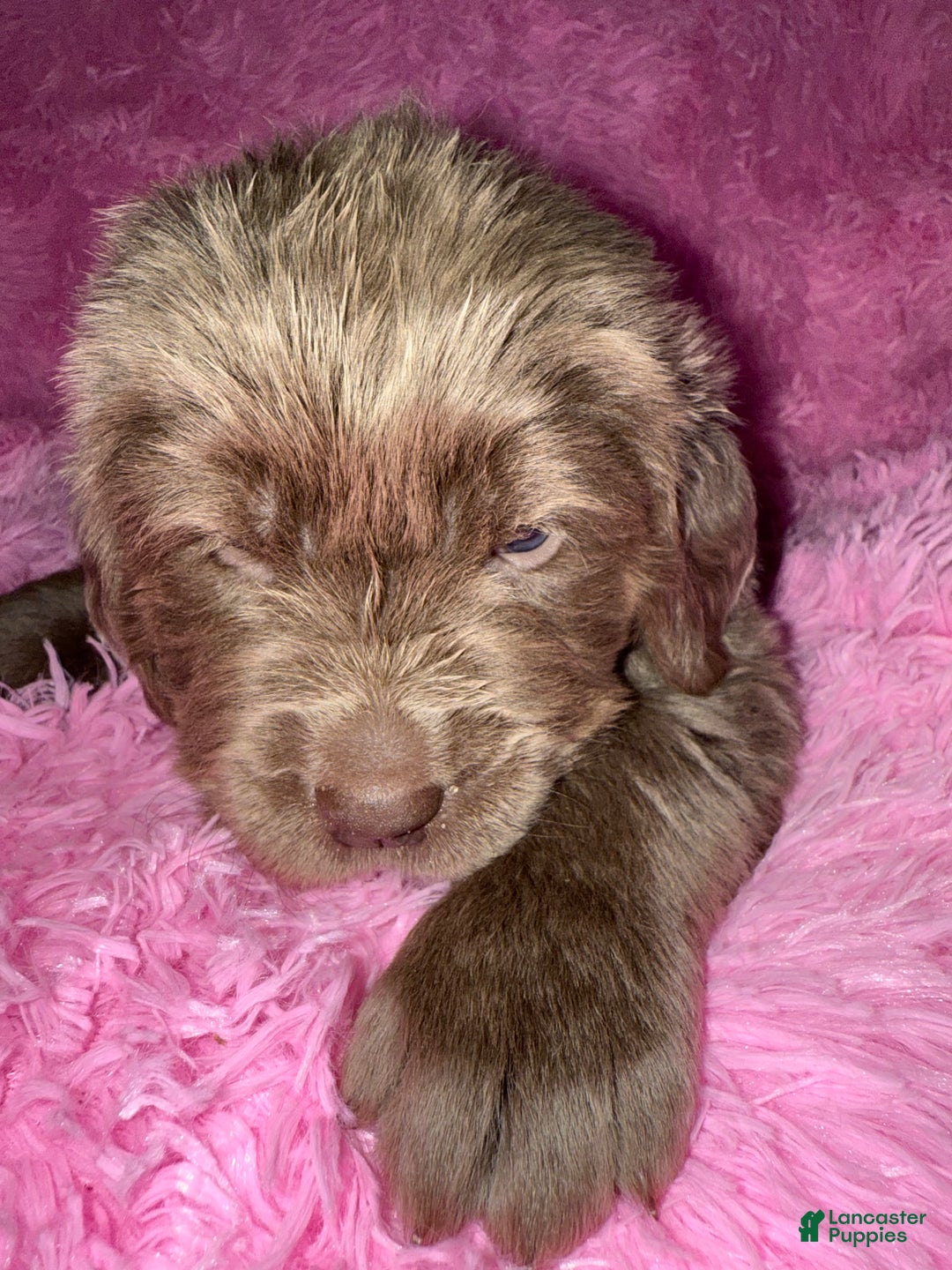 Newfoundland dogs for sale: Grey female - Ad 1