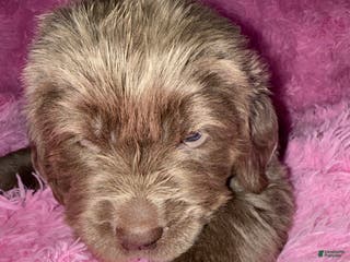 Newfoundland dogs Grey female - Ad 35