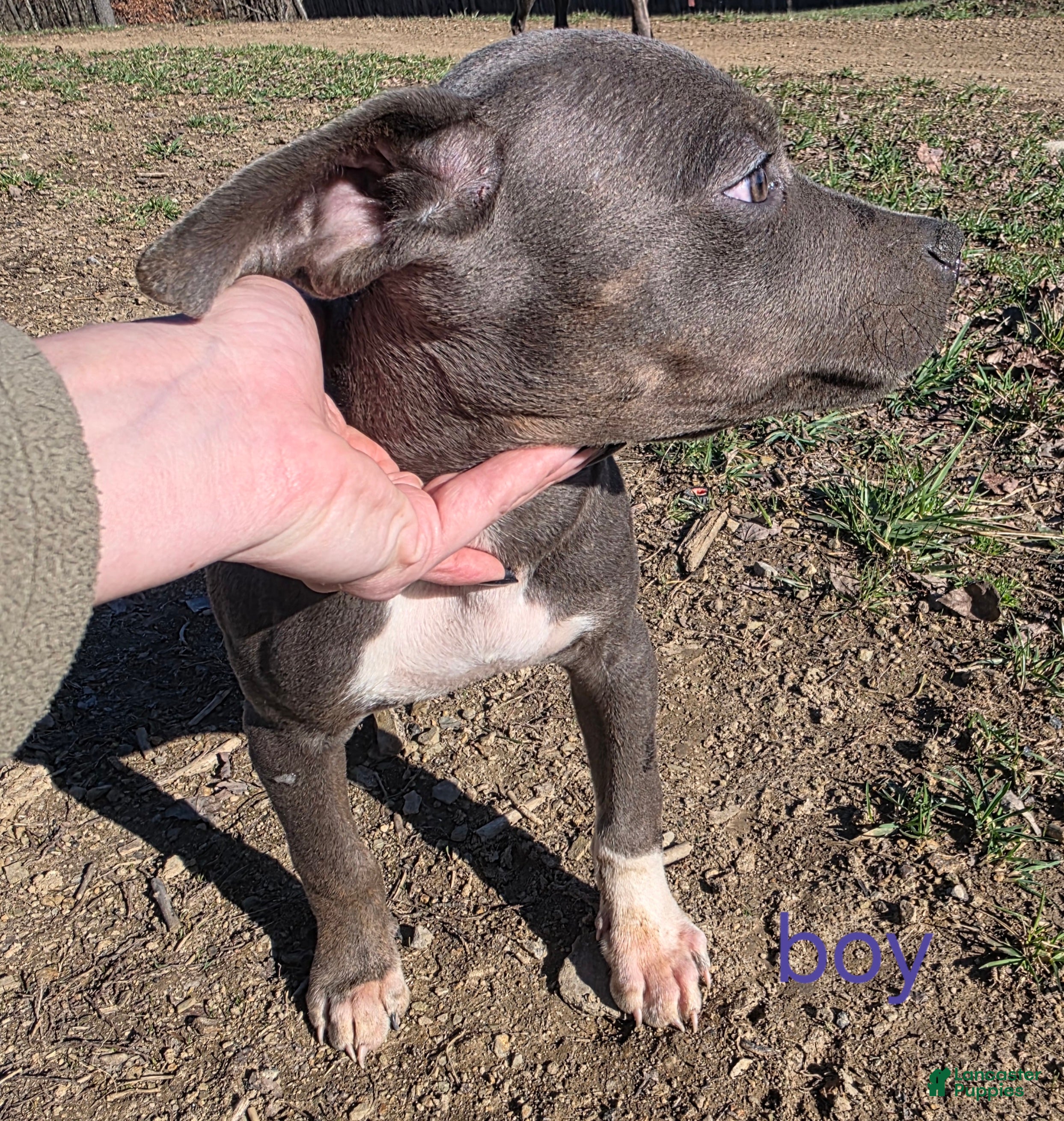 Mixed Breed dogs Sprocket - Ad 32