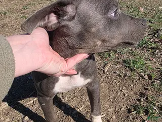 Mixed Breed dogs Sprocket - Ad 14