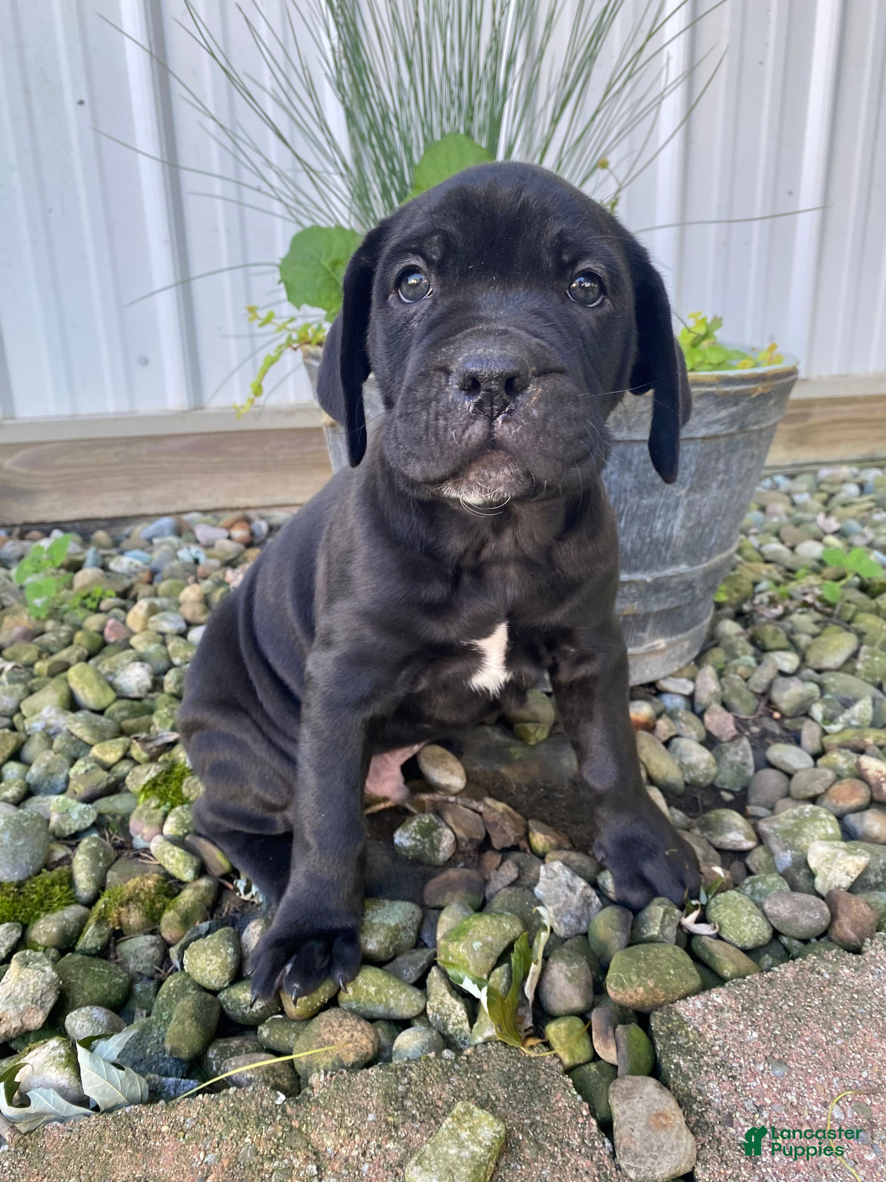 Jeriah (Cane Corso, Male) in Apple Creek, OH