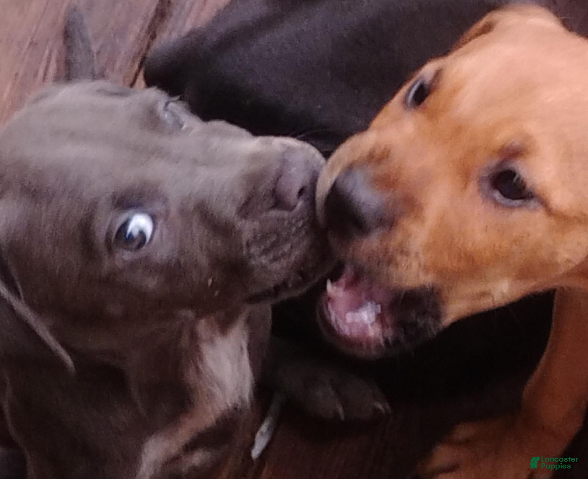 Mixed Breed dogs Mixed Breed 6 - Ad 38