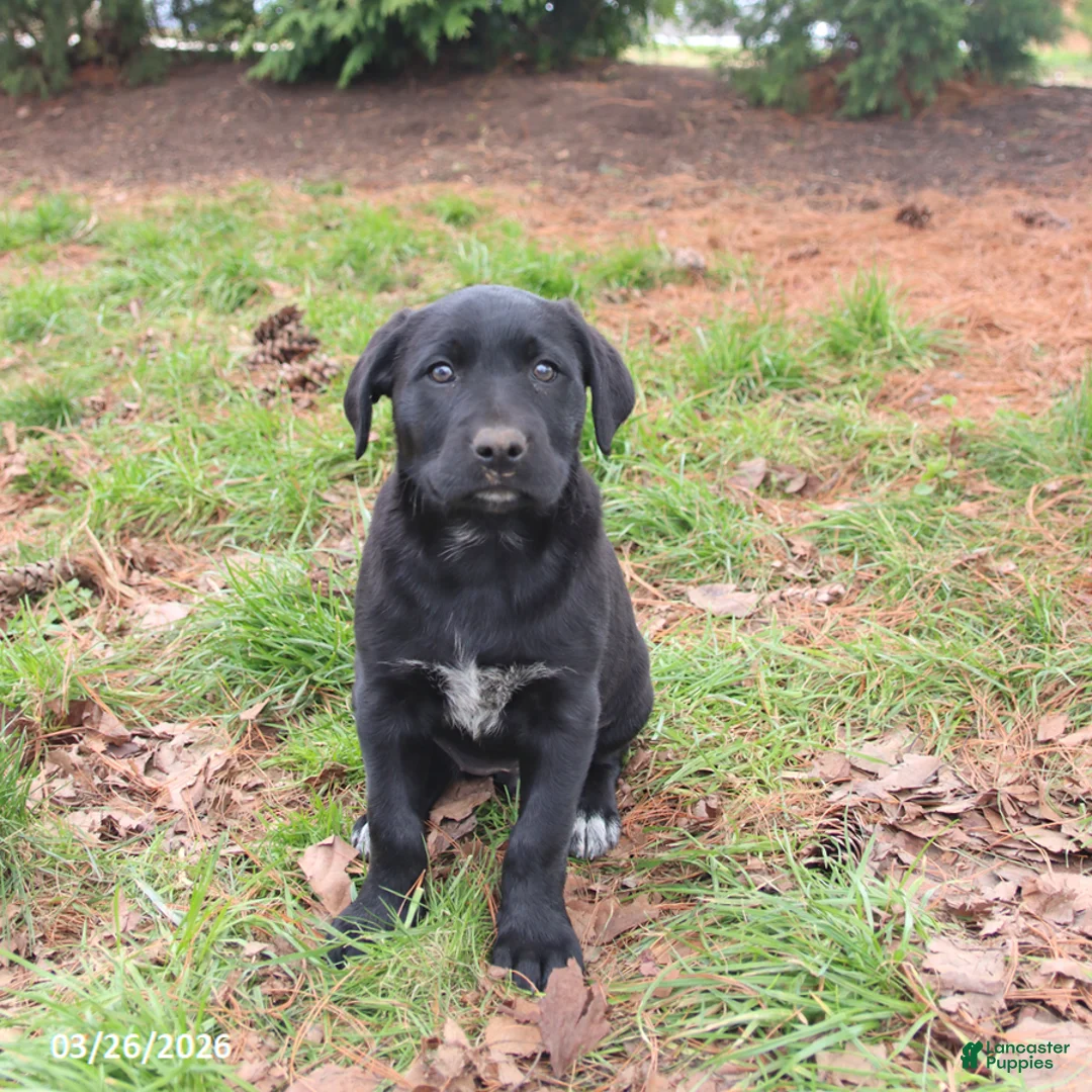 Mixed Breed dogs for sale: Maddie - Ad 3