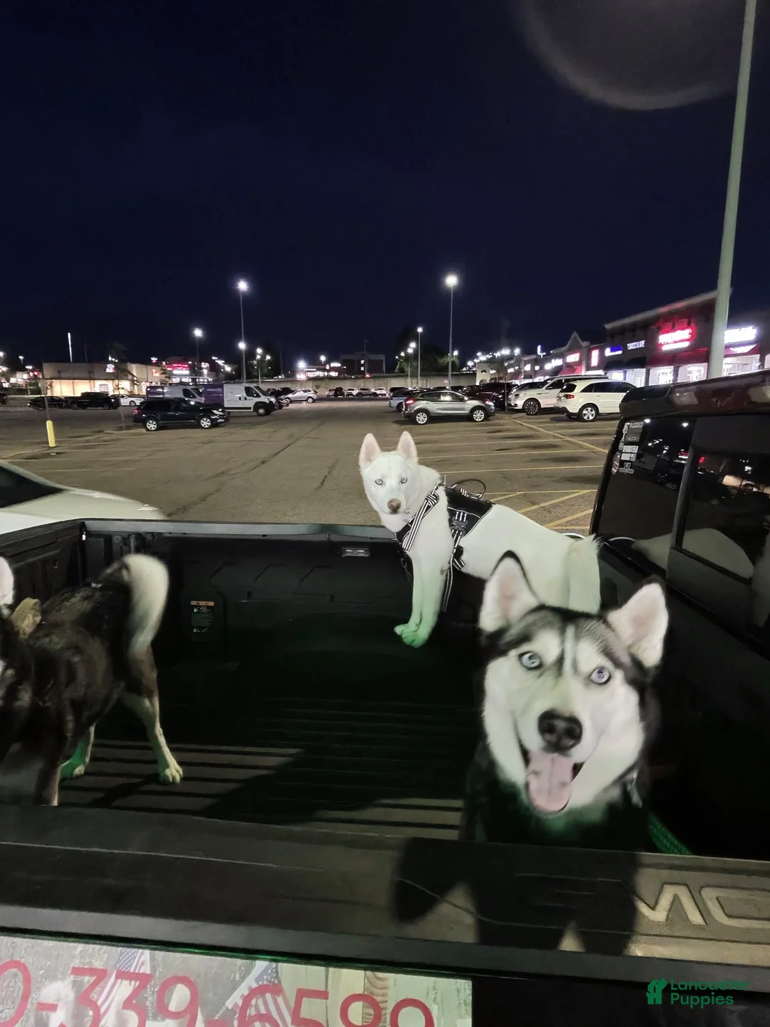 Siberian Husky dogs for sale: Starlight Rivers - Ad 11