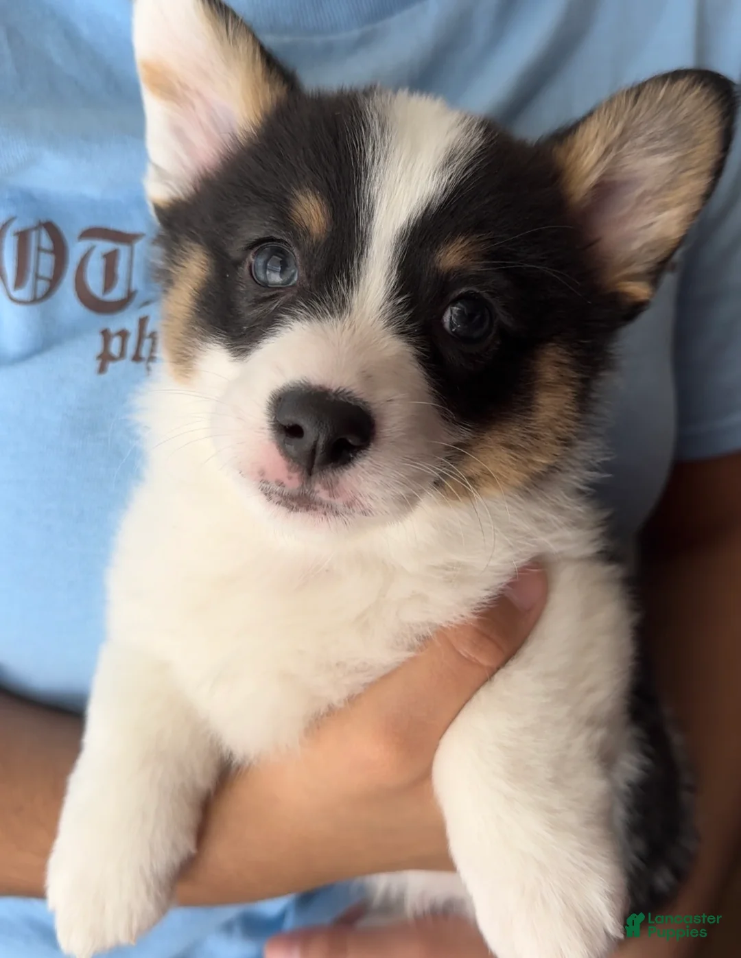 Welsh Corgi Pembroke dogs for sale: Max Jr. - Ad 1