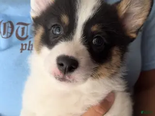 Welsh Corgi Pembroke dogs Max Jr. - Ad 1