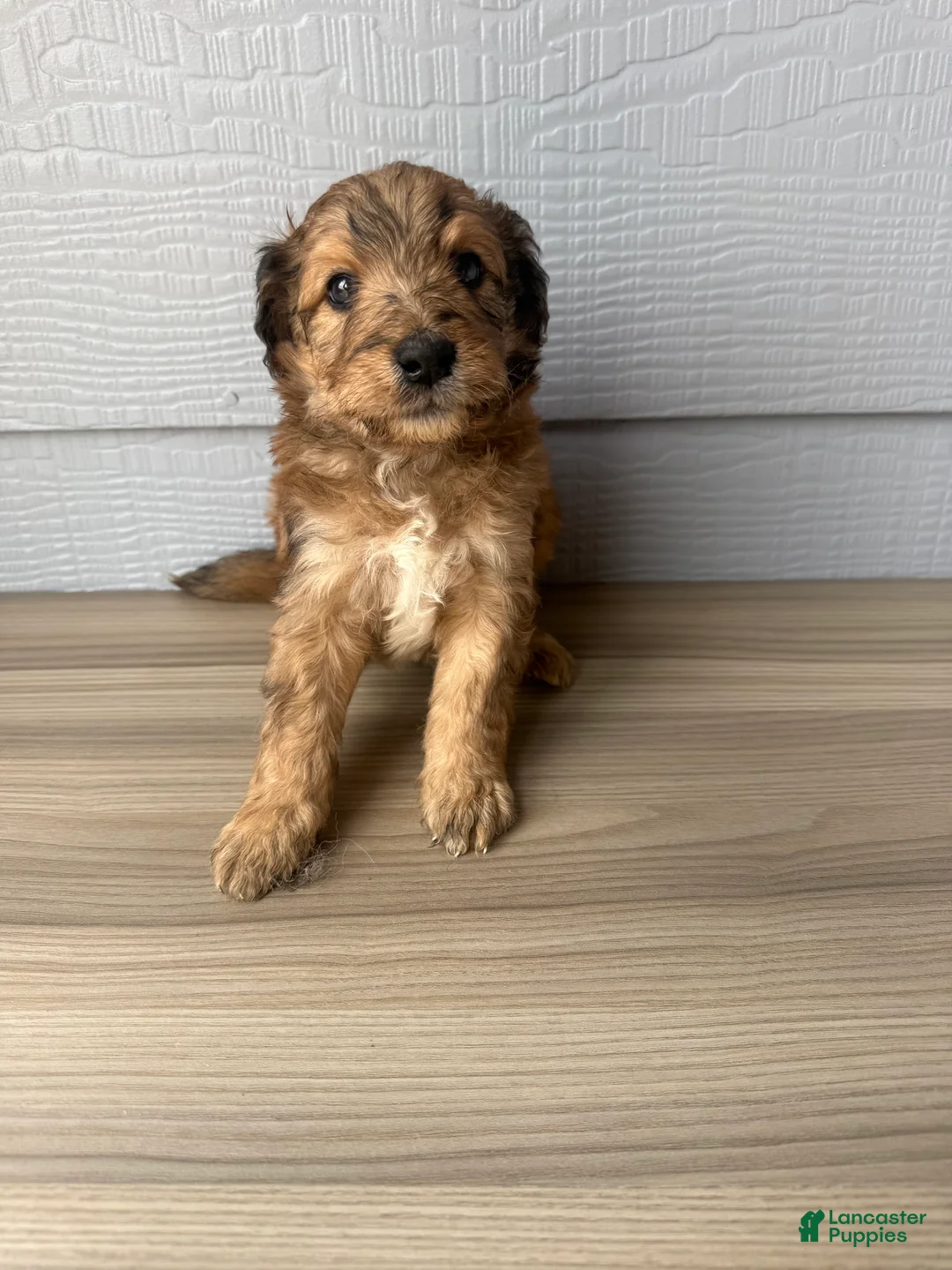 Aussiedoodle dogs for sale: Luther - Ad 2