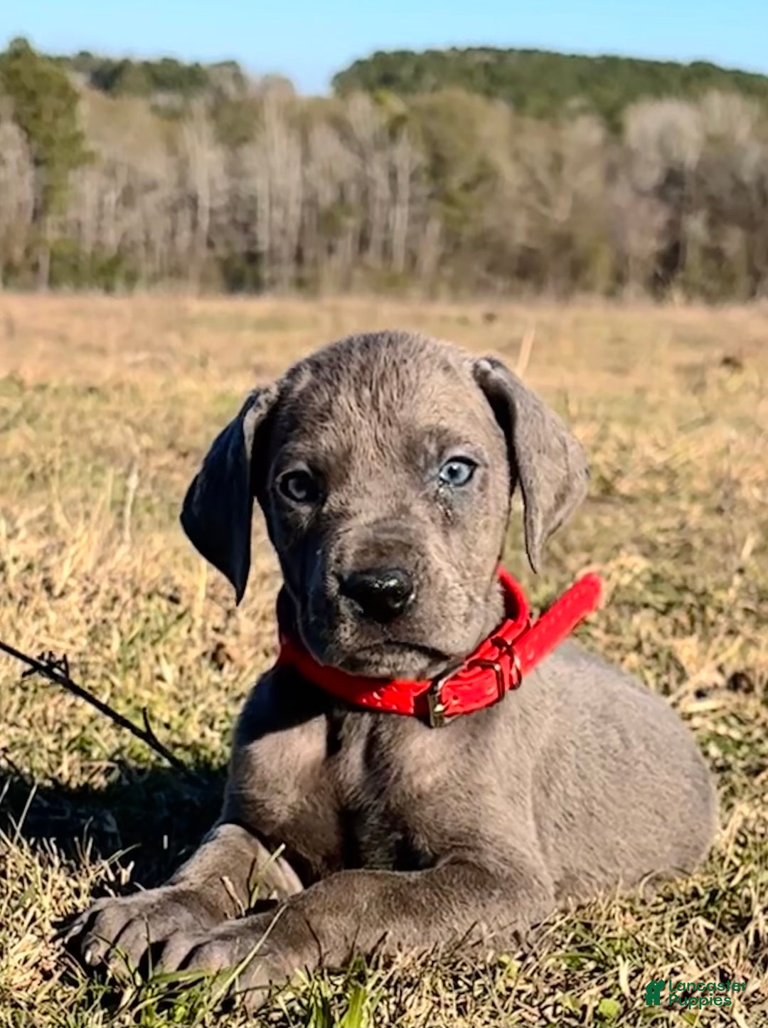 Great Dane dogs for sale: Solid Blue Female - Penny  - Ad 2