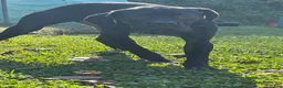 Cane Corso dogs for sale: Cane Corso wishbone  - Ad 4