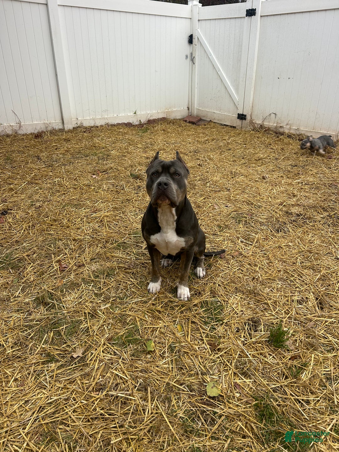American Bully dogs for stud: KFK Ace  - Ad 1