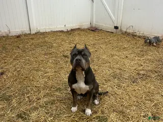 American Bully dogs KFK Ace - Ad 4