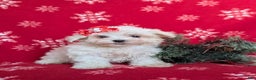 Maltese dogs for sale: Brea 7 lbs Full Grown - Ad 1