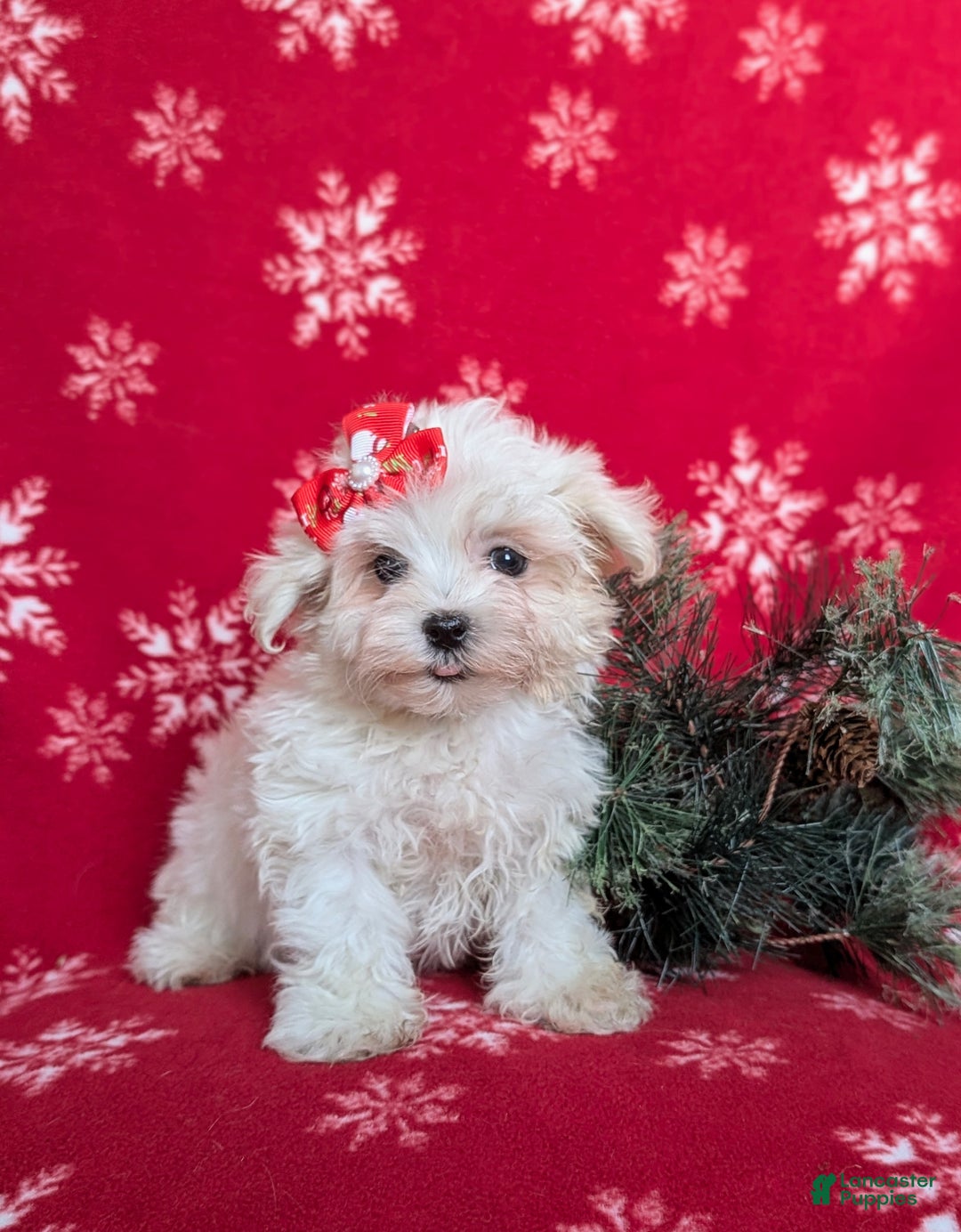 Maltese dogs for sale: Brea 7 lbs Full Grown - Ad 1